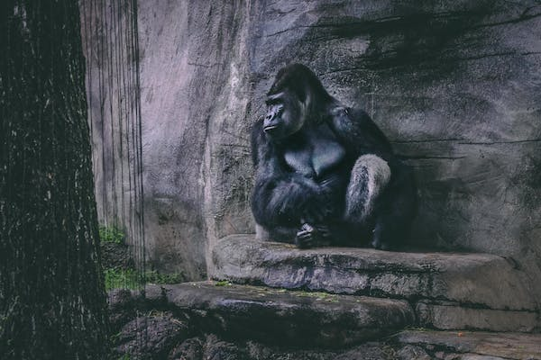 Uganda gorilla tours