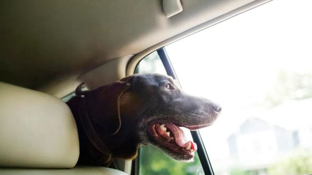 Chóim24h: Your Dog’s 24/7 Concierge Revolutionizing Pet Care